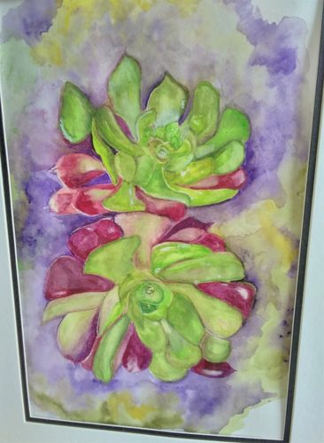Watercolour, Aeoniums in my garden.